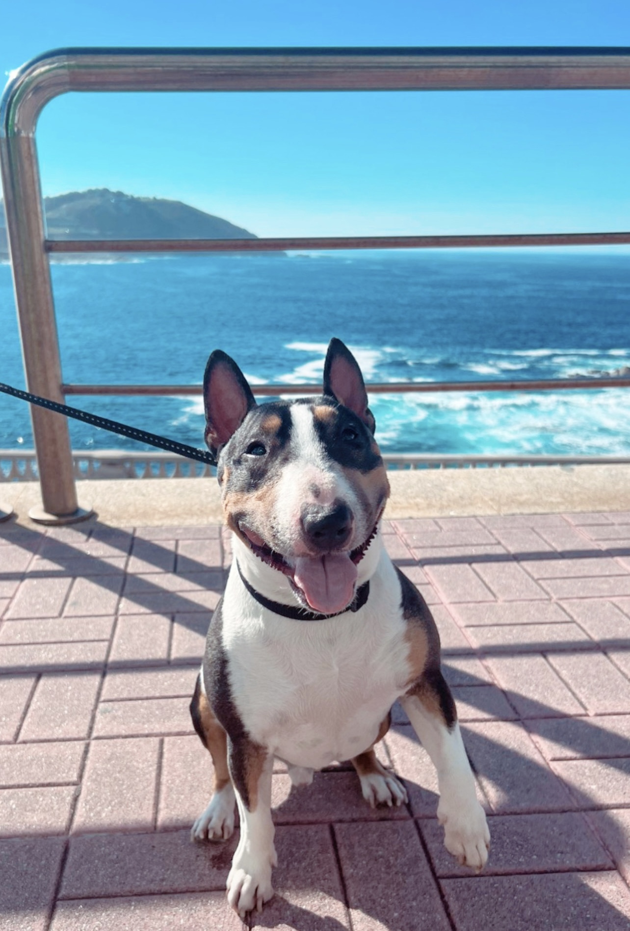 Salud mental perro mini bull