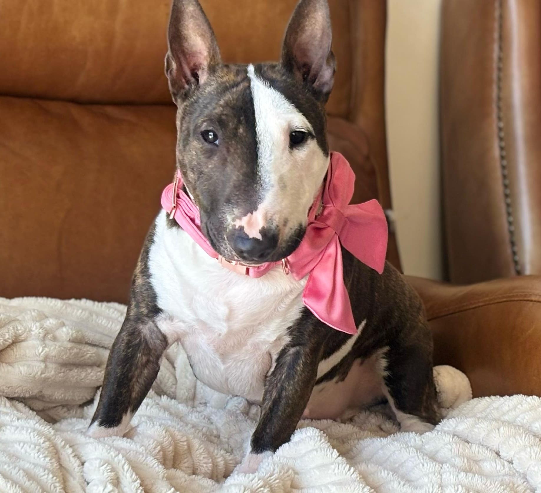 Snacks caseros para perros bull terrier