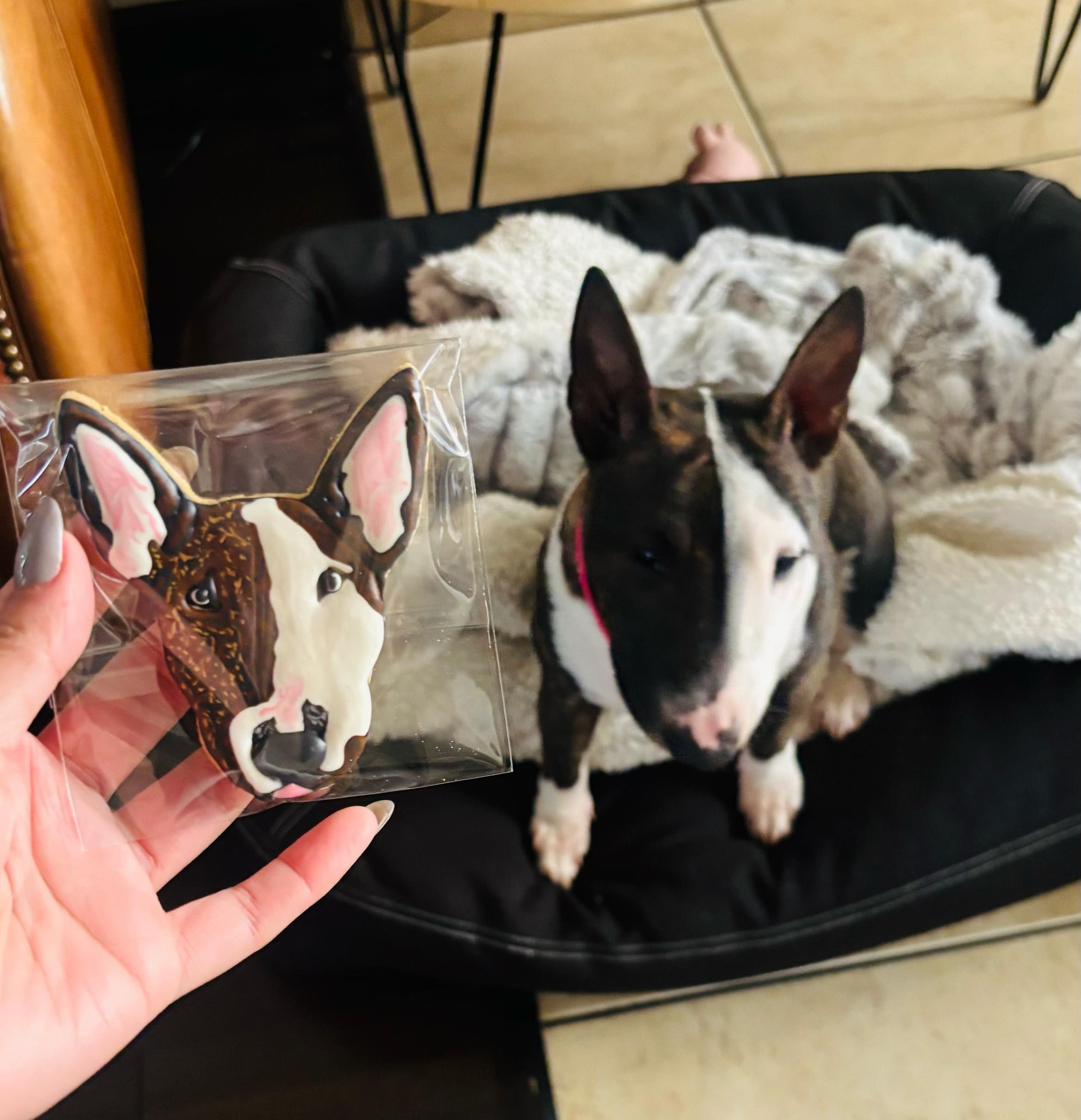 Snacks naturales para perros bull terrier miniatura