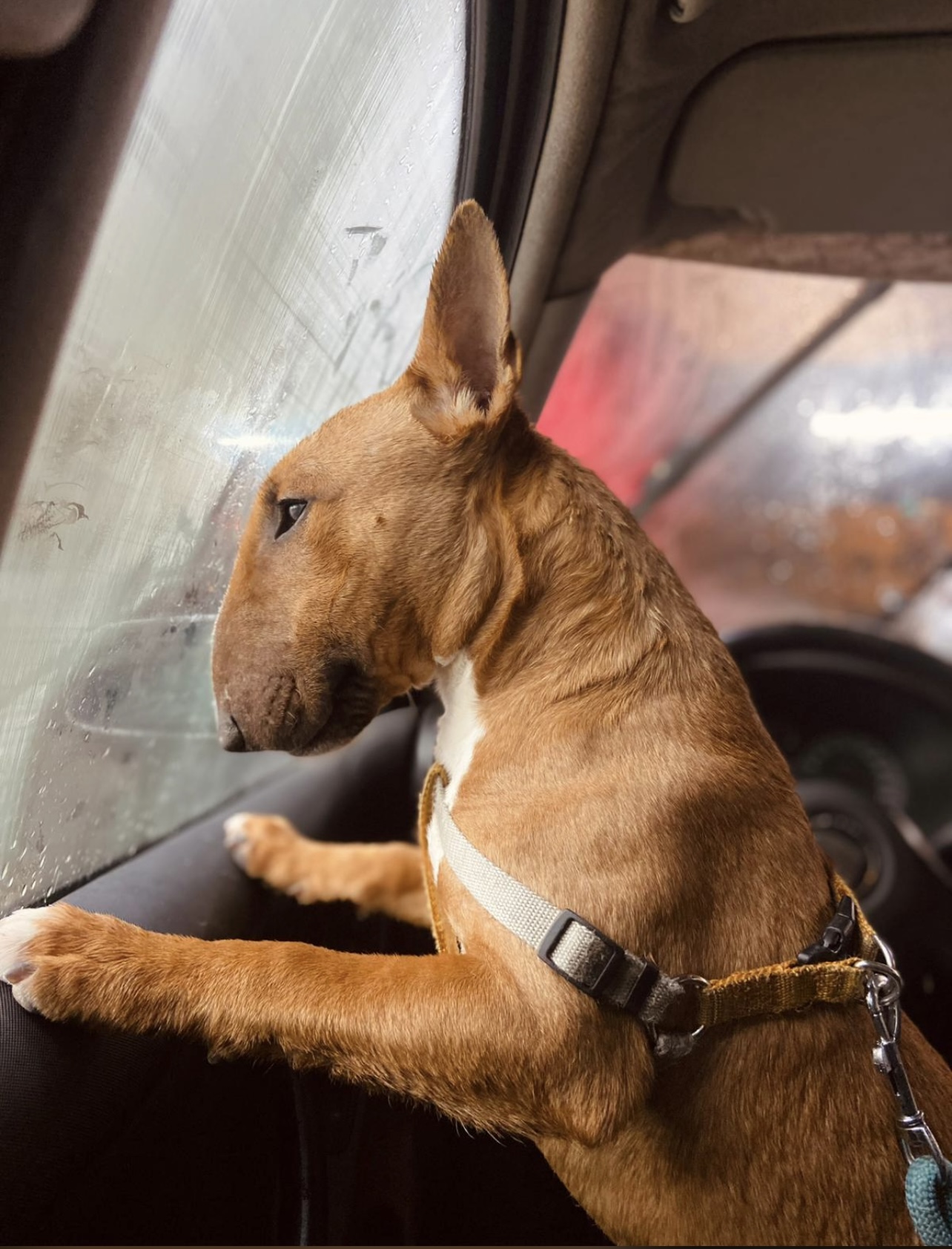 trastorno-sueno-bull-terrier-mini