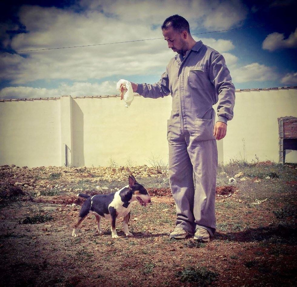 bull terrier miniatura canela blanco