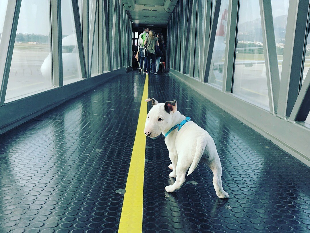 viajar con Bull Terrier Miniatura
