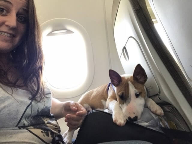 Expertos en bull terrier miniatura