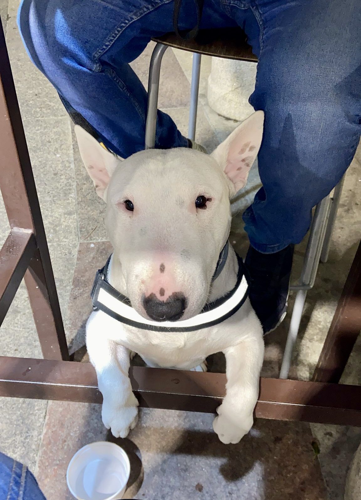 Adiestrador para bull terrier mini