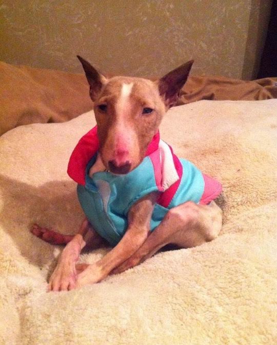 enfermedad lad bull terrier miniatura