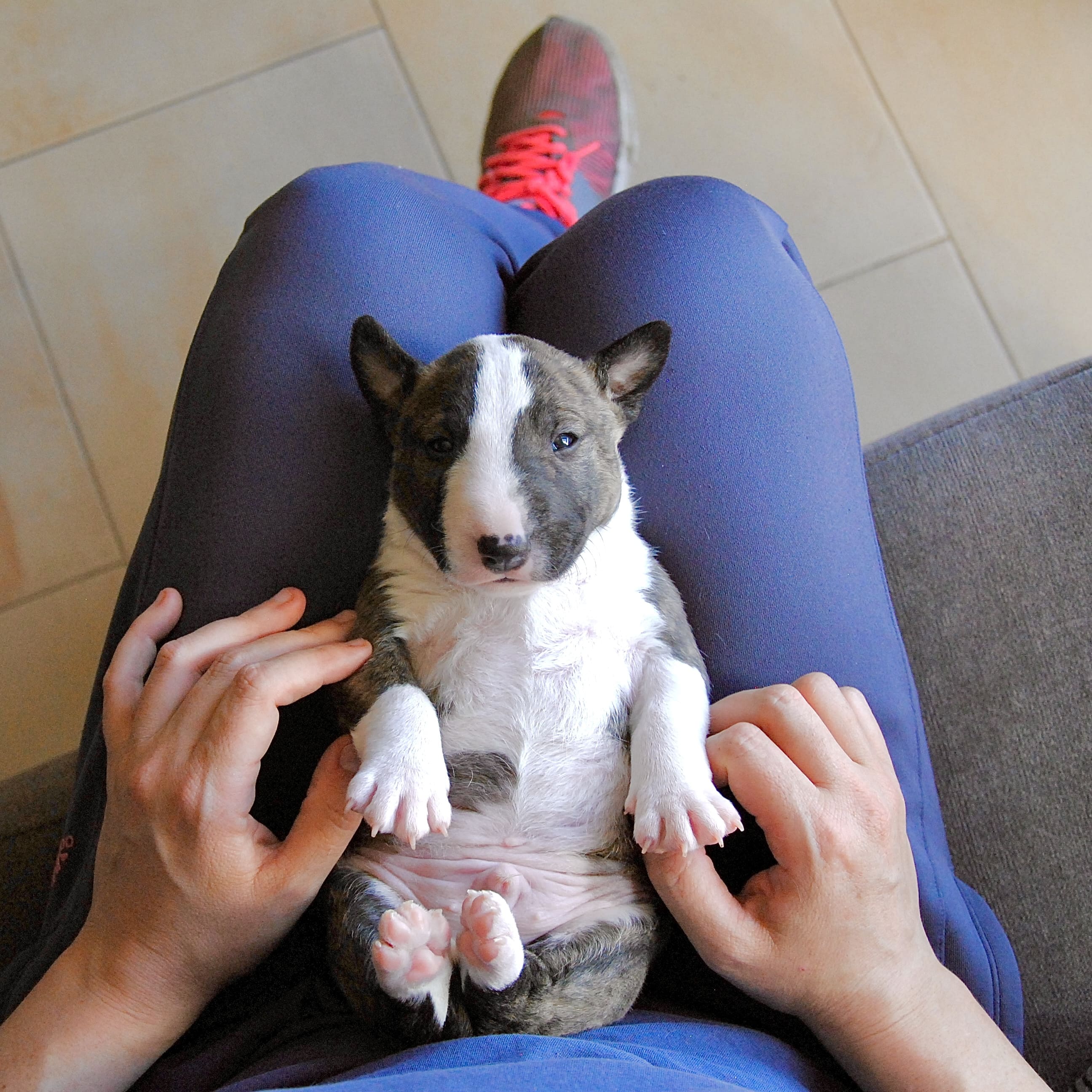 Que hacer si nuestro perro bull terrier mini tiene miedo a la oscuridad