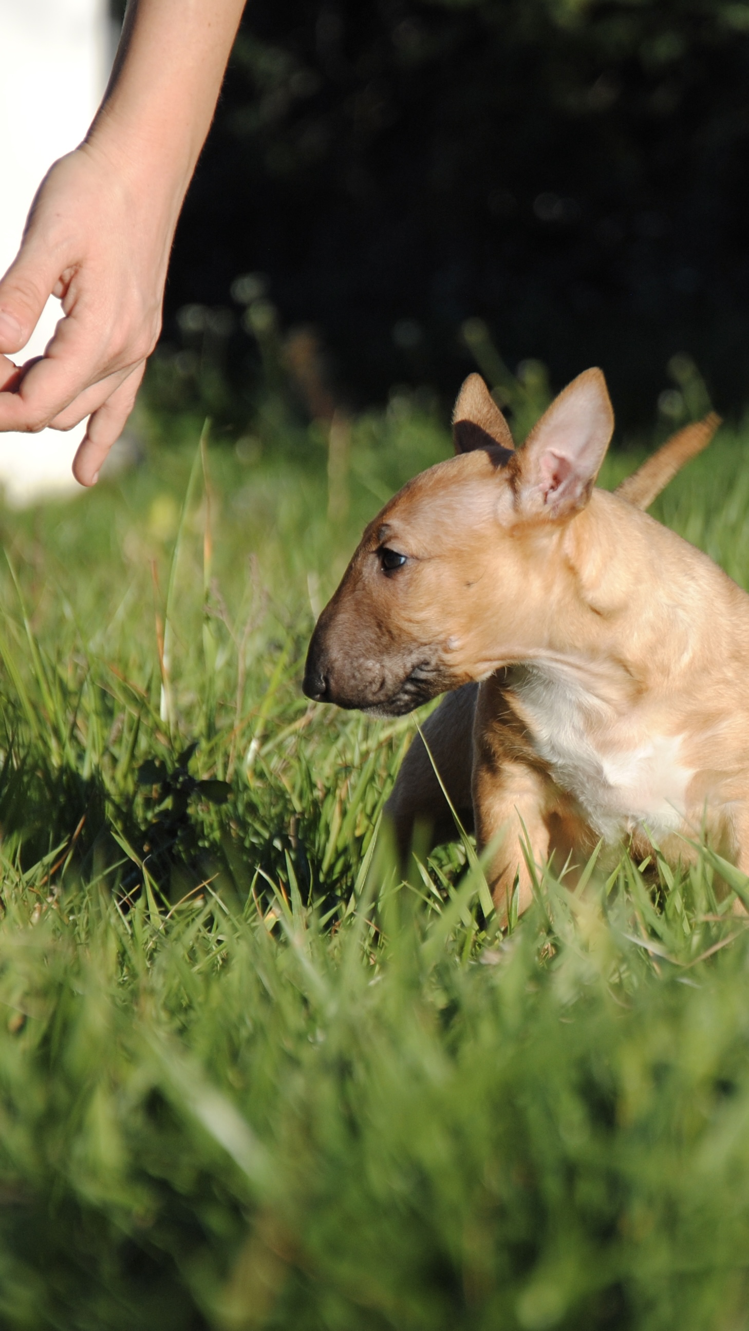 Que hacer si nuestro perro bull terrier mini tiene miedo a la oscuridad