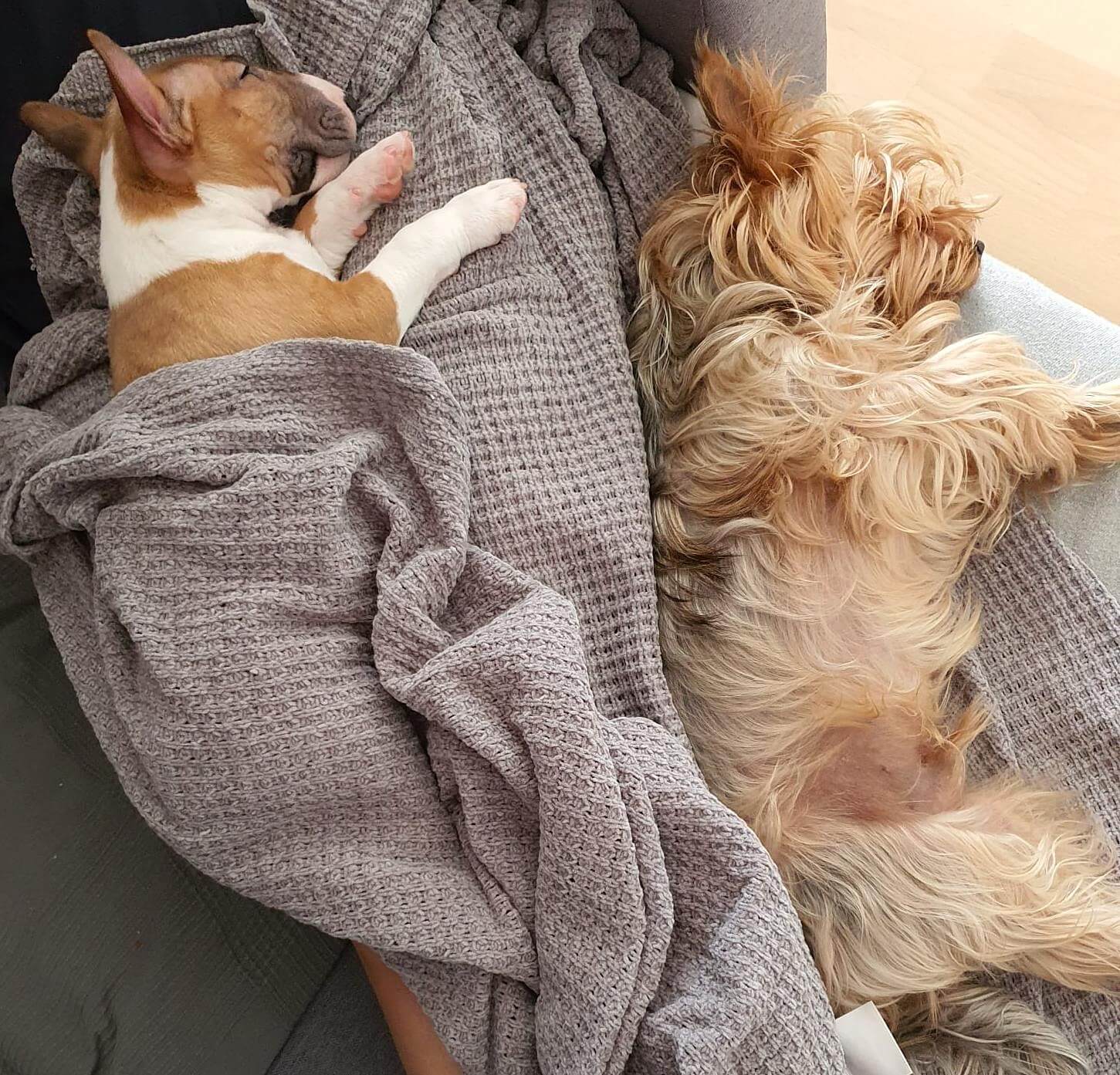 Bull terrier miniatura en verano