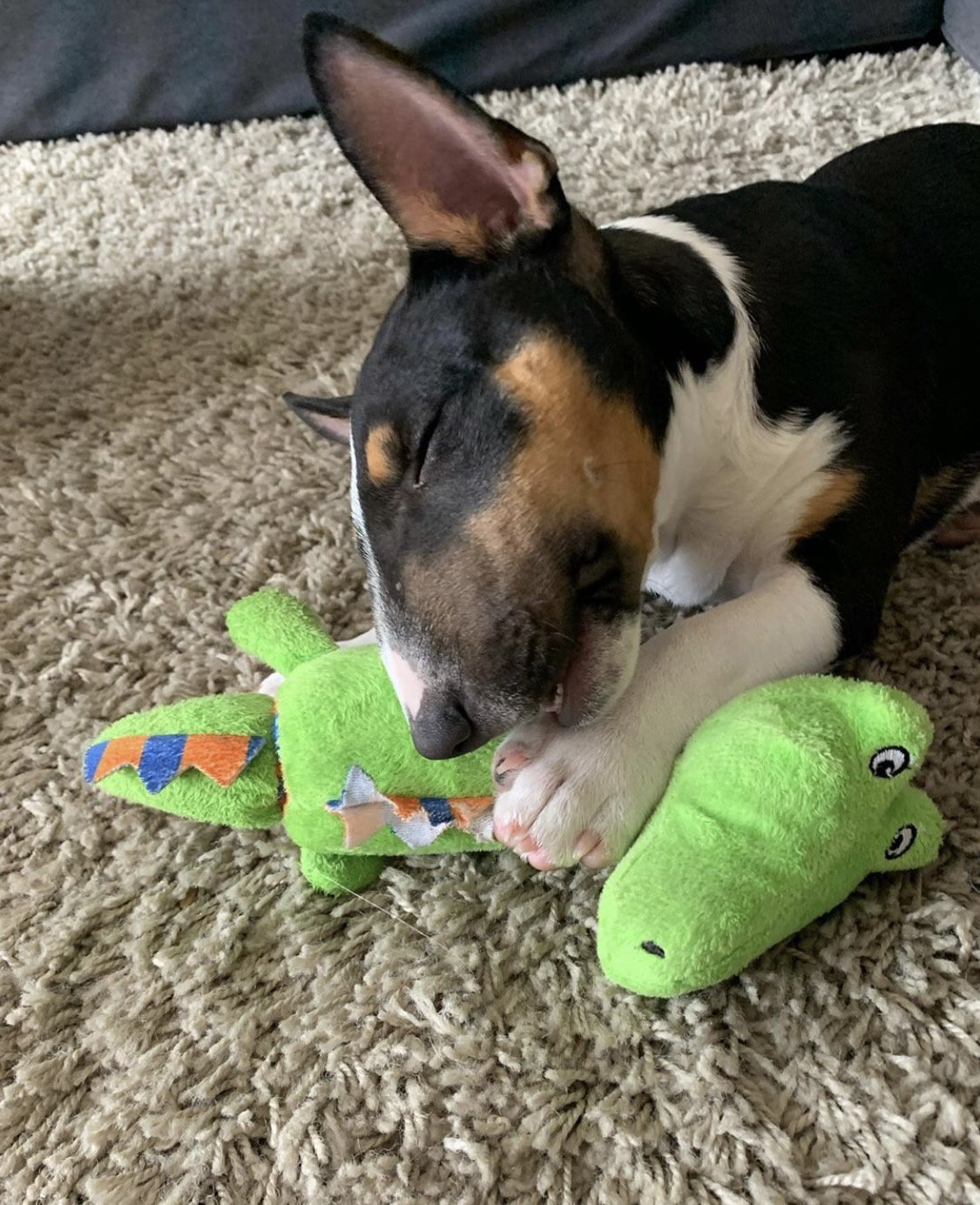 Que hacer para dejar solo a un bull terrier miniatura
