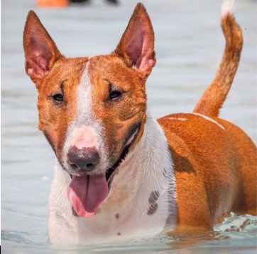 Seguro Bull Terrier Miniatura