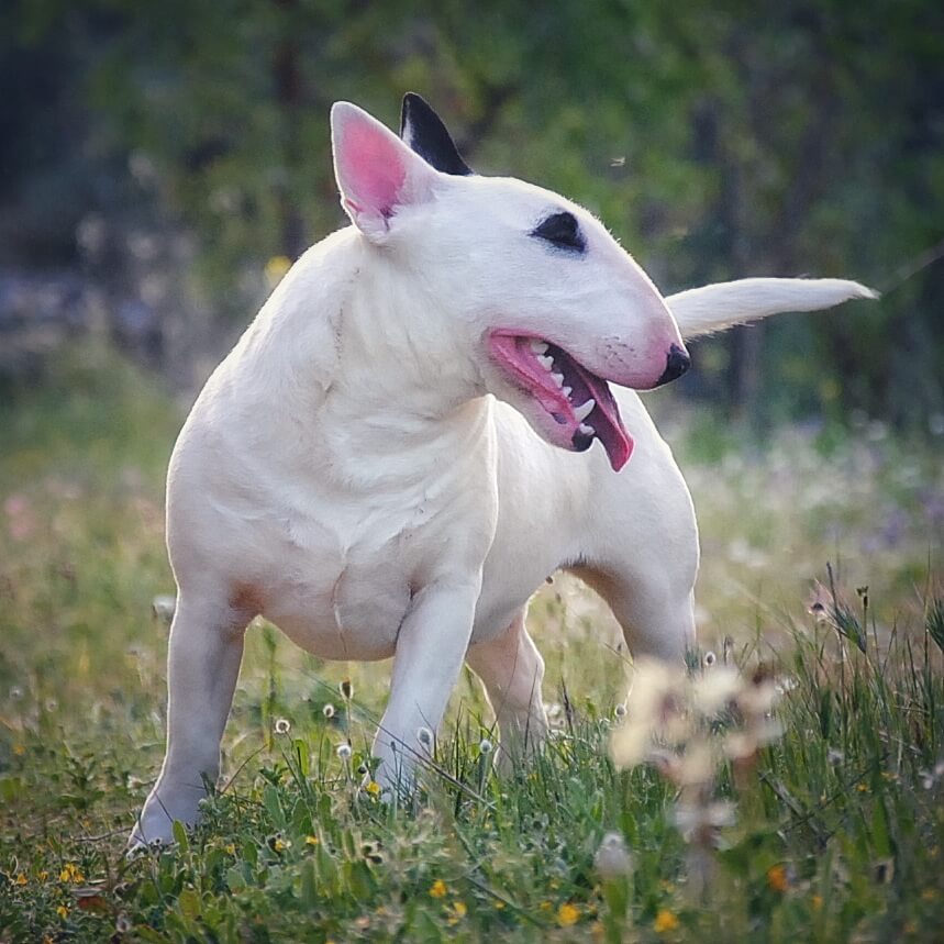 Cuidar bull terrier en verano