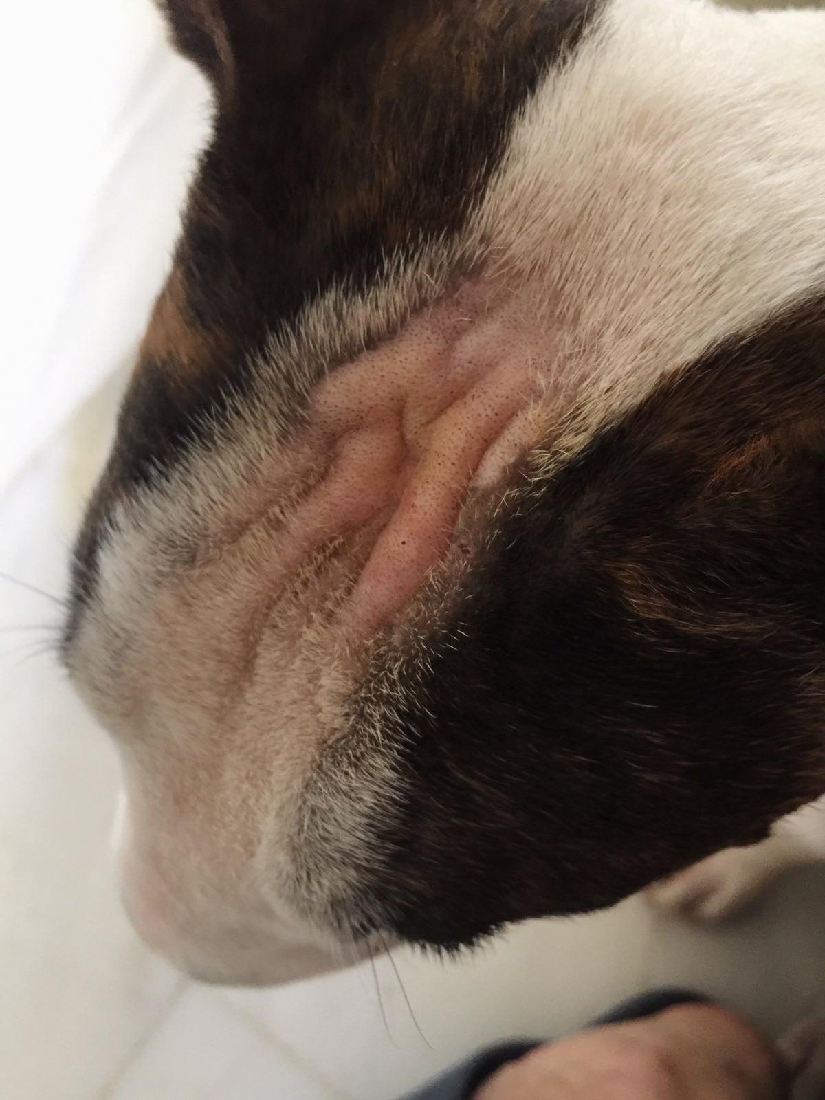 Caída de pelo de Bull terrier miniatura