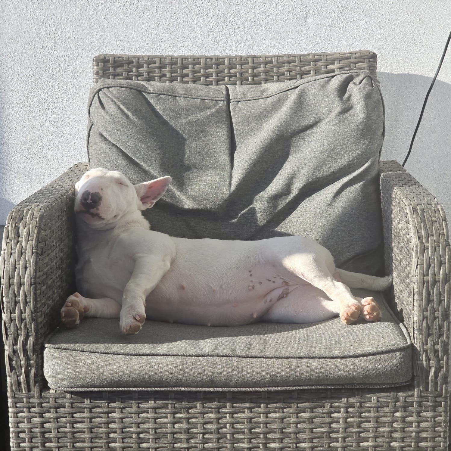 Como es la personalidad perro mini bull