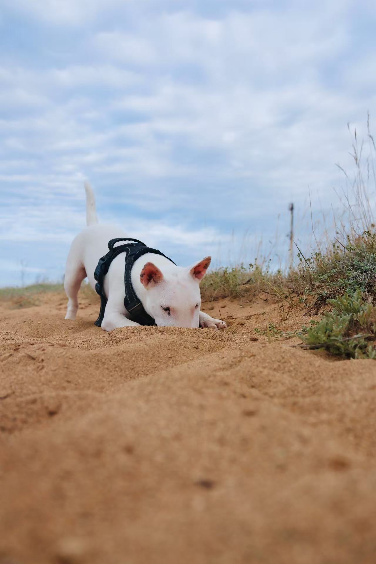 Conocer personalidad mini bull