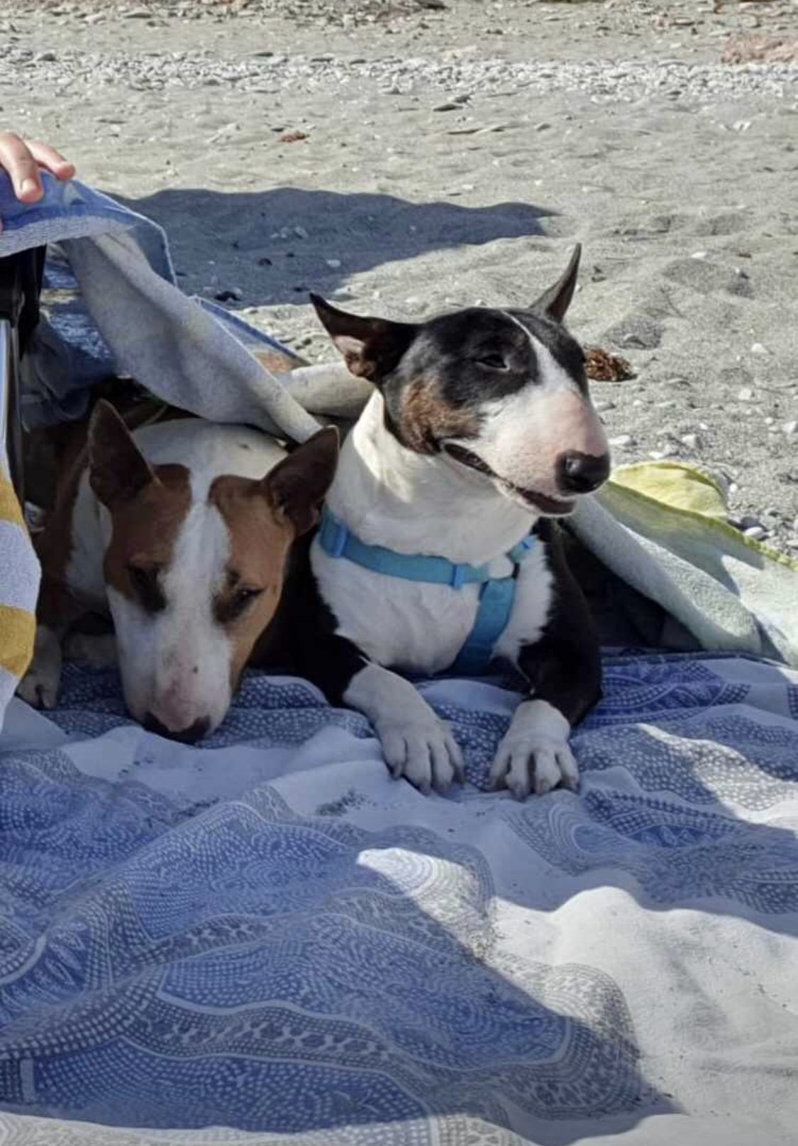 Cómo afectan los cambios de temperatura al bull terrier miniatura