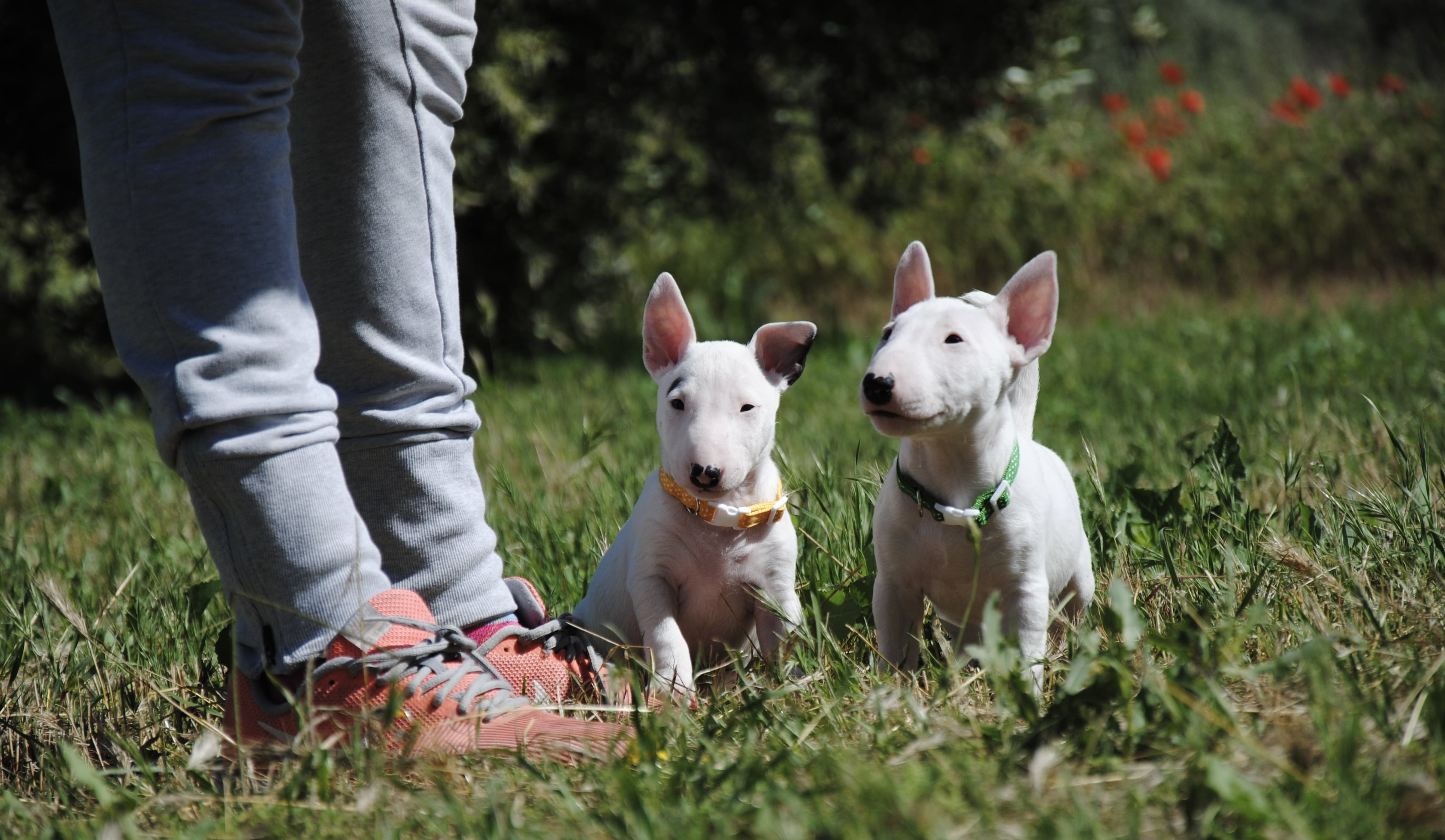 Como cuidar los oídos del bull terrier mini