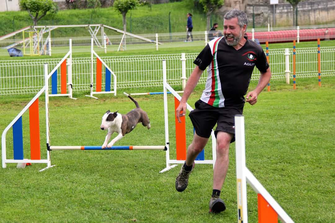 como entrenar un bull terrier miniatura