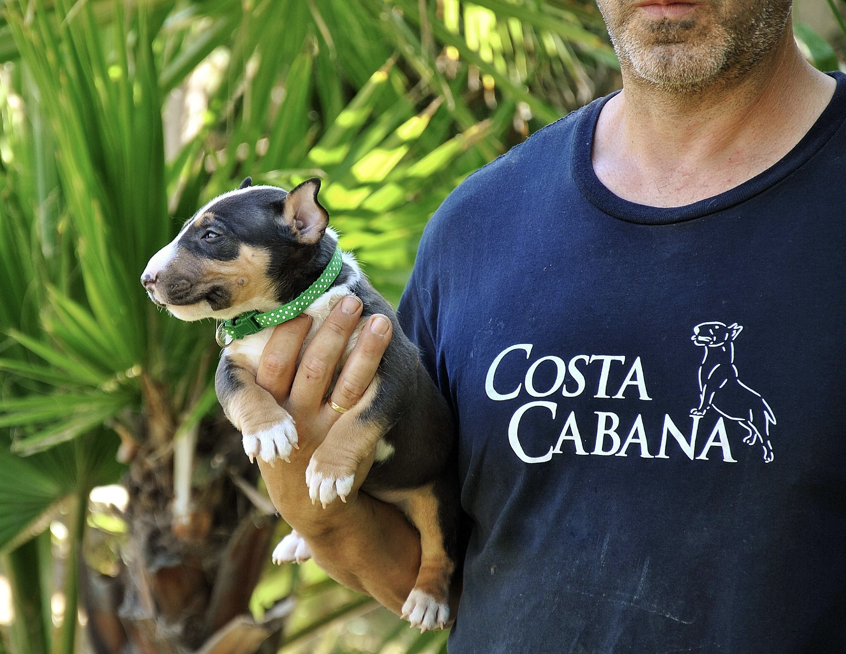 Como es la personalidad perro mini bull