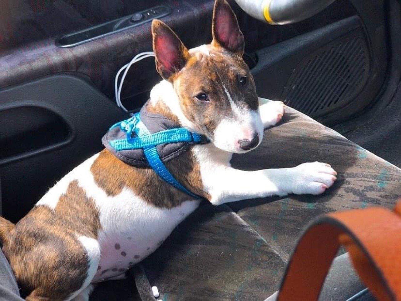 Como evitar que bull terrier se maree en el coche