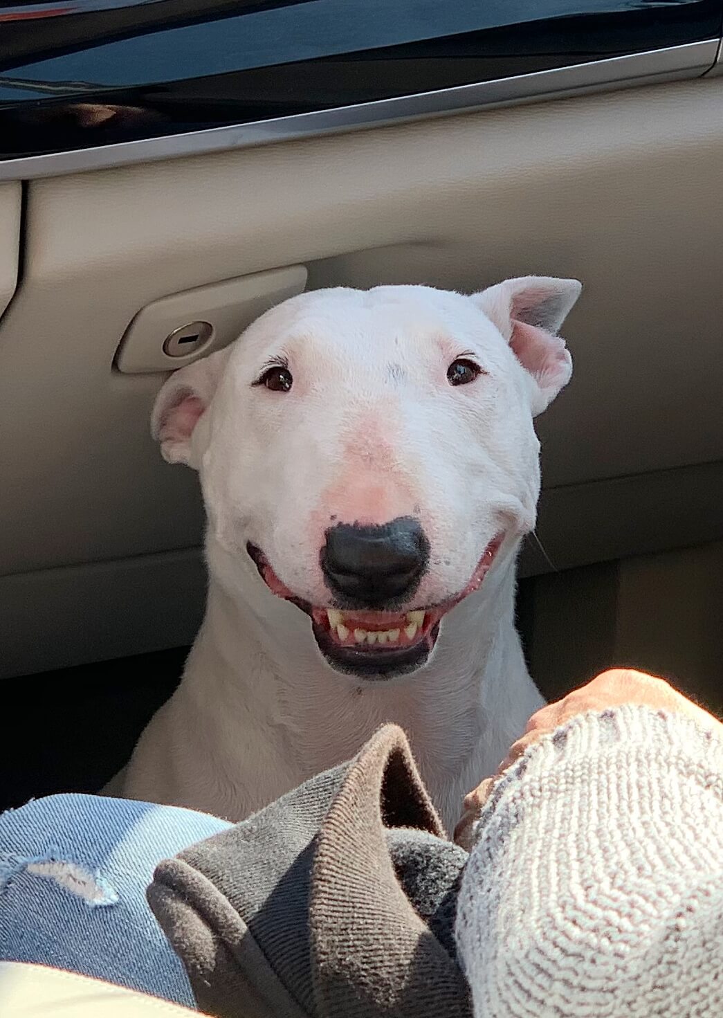 Como interpretar lo que quiere decir Bull Terrier