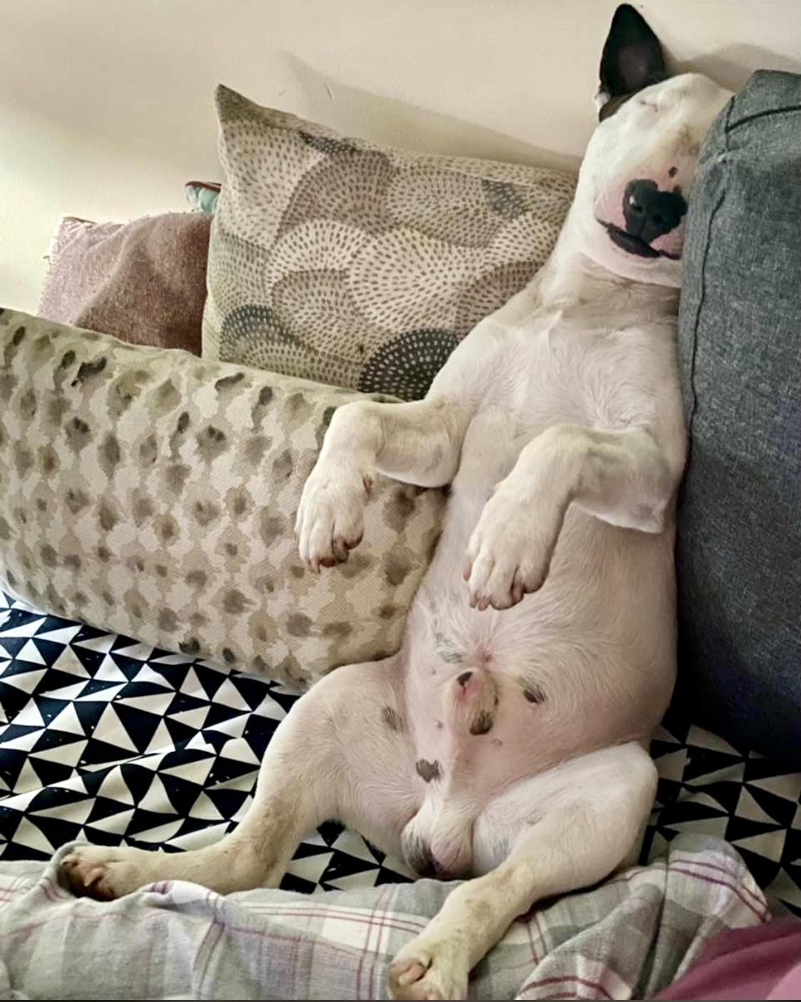 COmo lograr que descanse un bull terrier miniatura