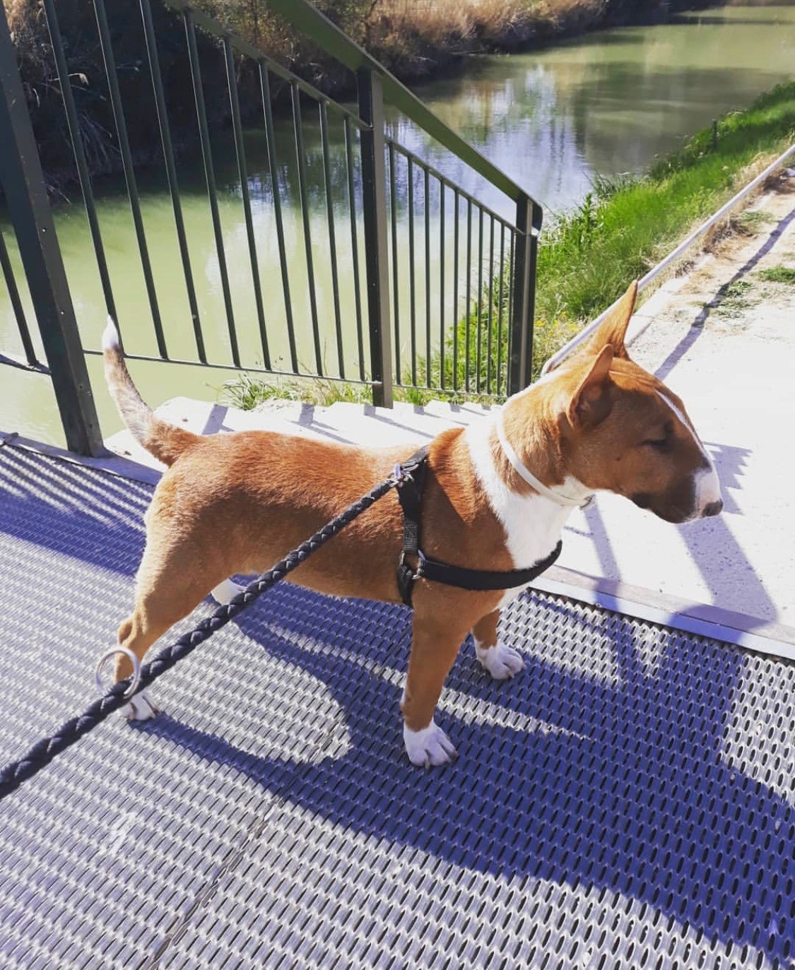 como pasear Bull Terrier Miniatura