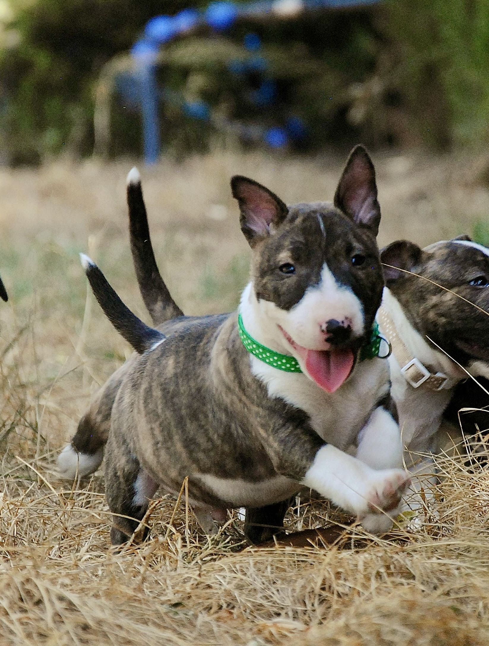Preparar bull terrier para competicion.