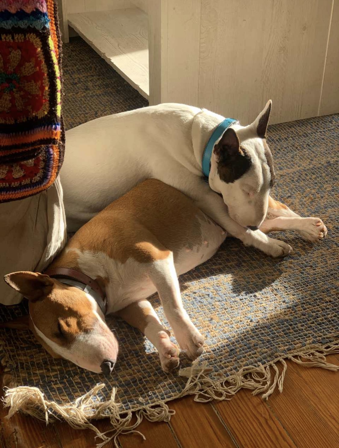 Como reconocer si el bull terrier está en celo