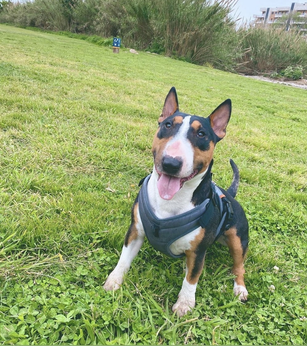 Cómo saber el estado de ánimo del perro bull terrier miniatura