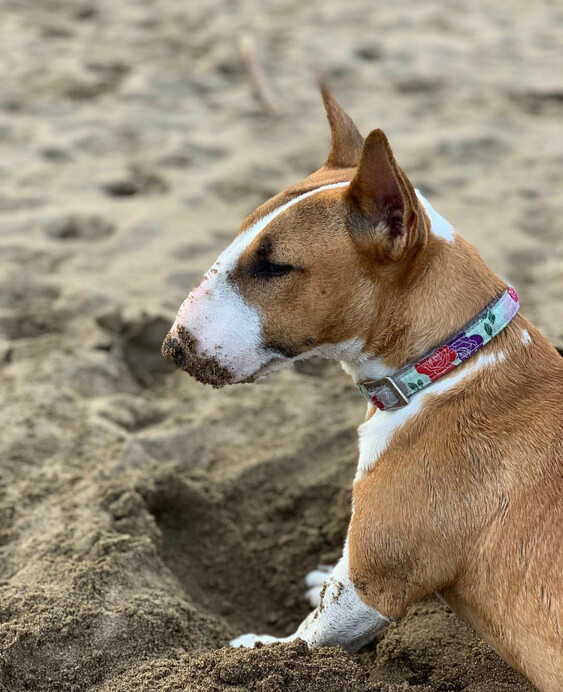 como pasear Bull Terrier Miniatura