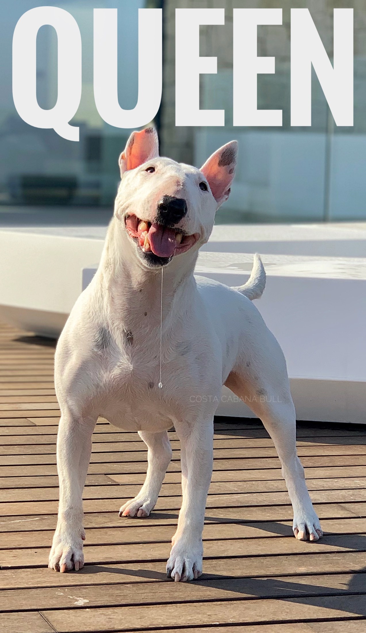 Conocer lenguaje de Bull Terrier miniatura