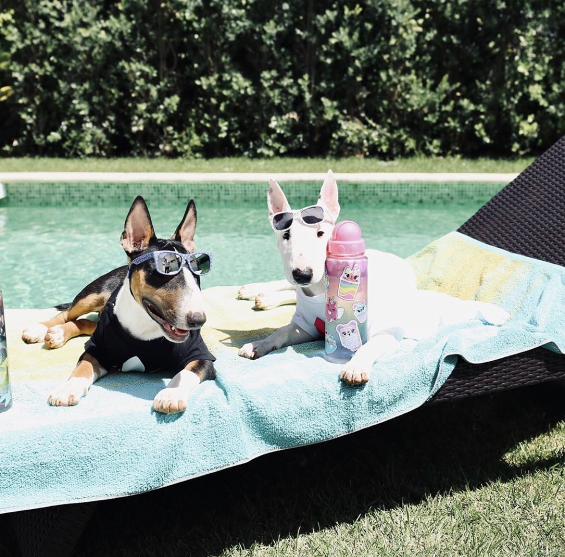 Consejos para ayudar a mi perro bull terrier mini en celo