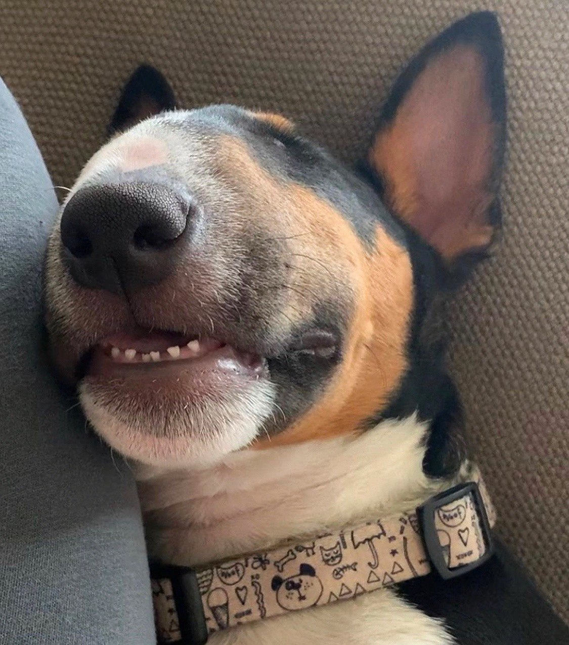 Consejos para dejar solo a mi bull terrier mini