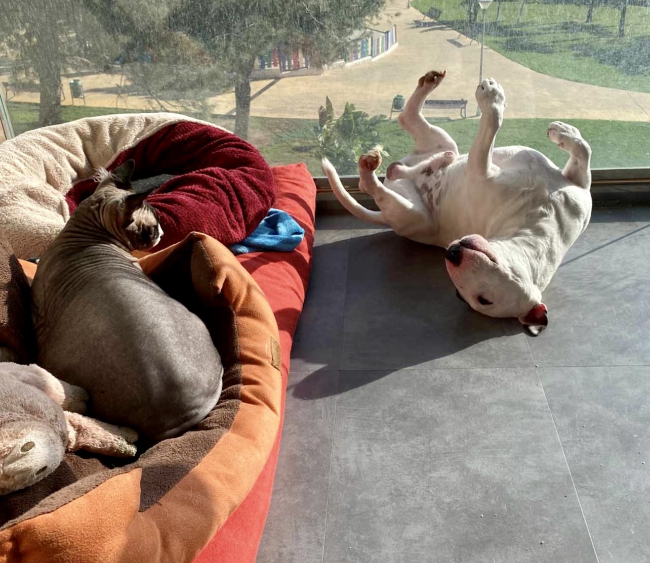 Consejos para dormir con bull terrier miniatura