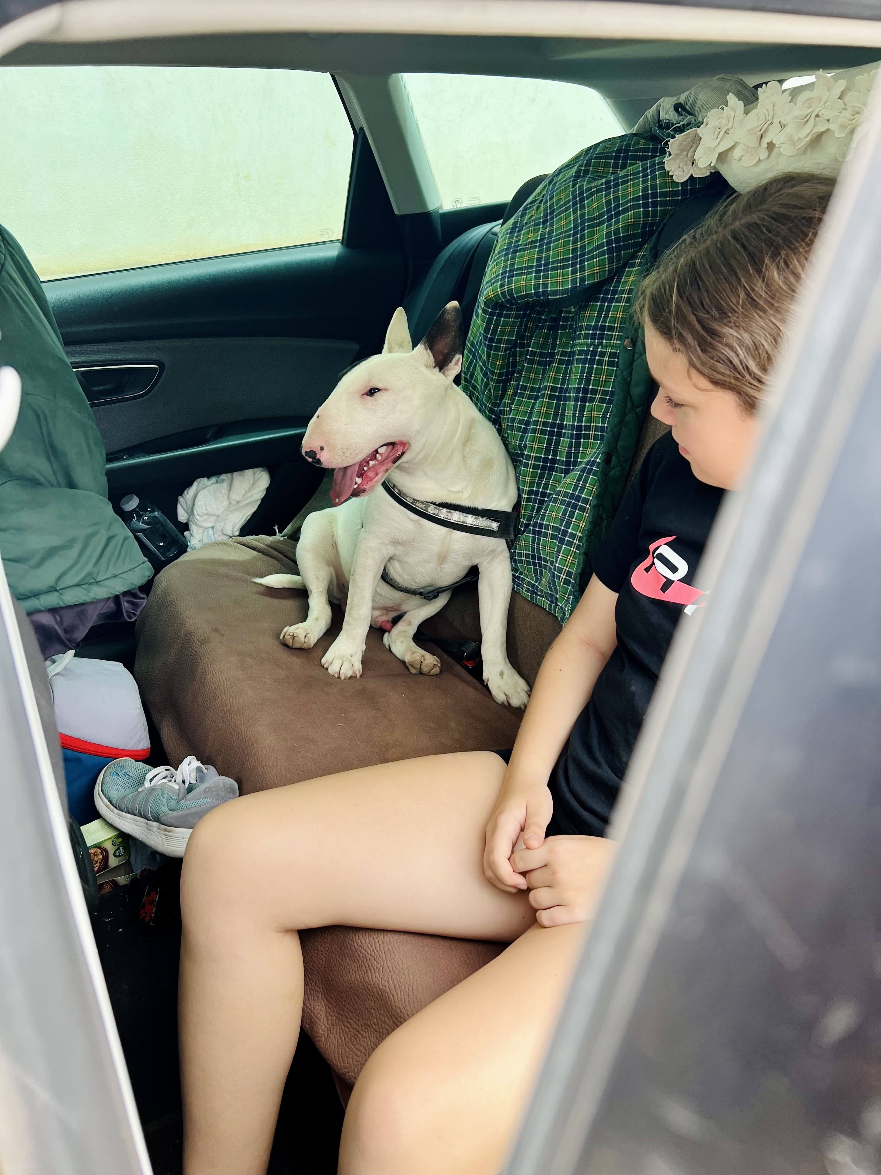 Consejos para ir al veterinario con nuestro bull terrier miniatura