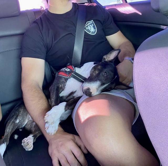 Consejos para llevar a mini bull en coche