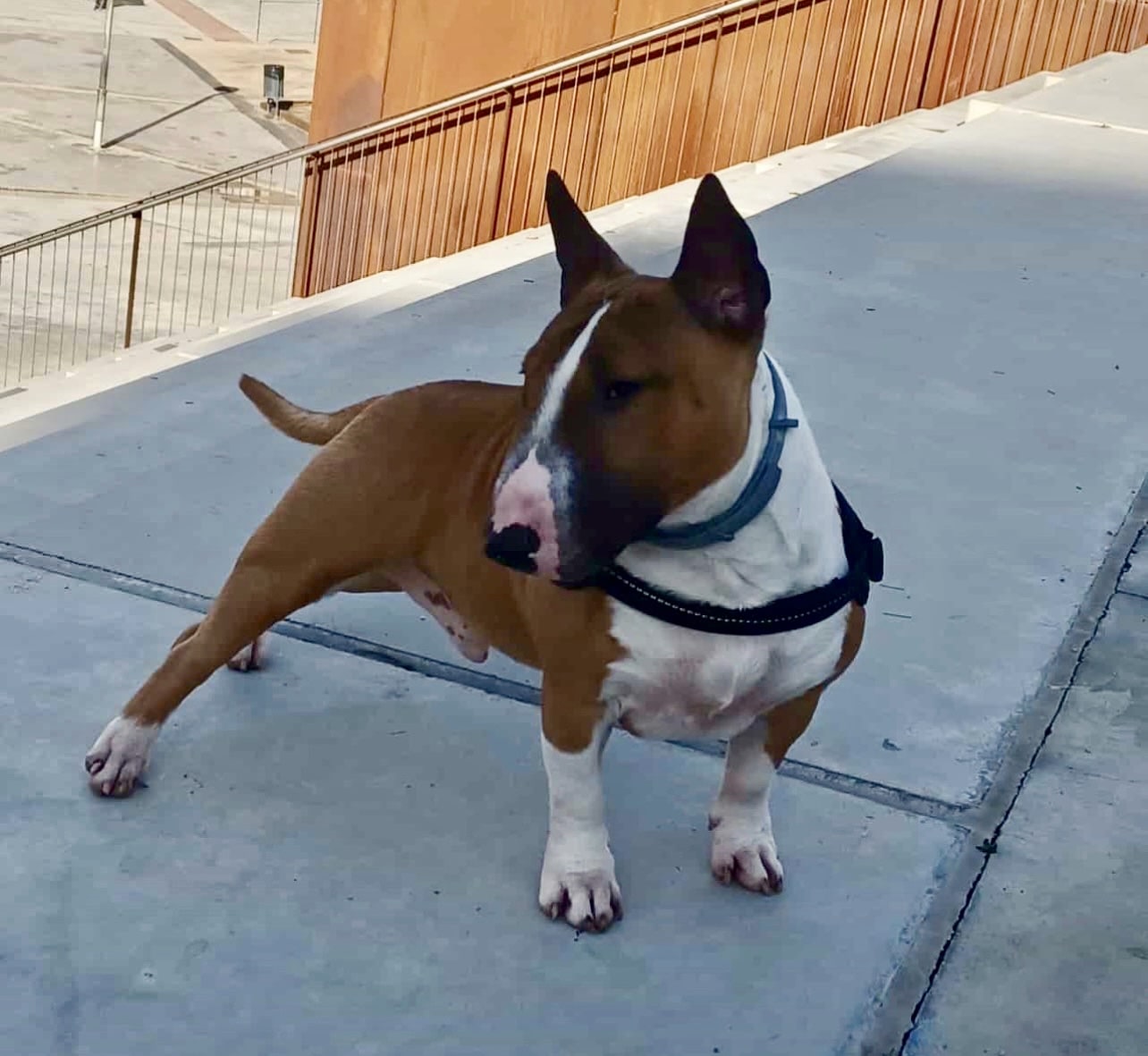 Consejos para reconocer los sentimientos del bull terrier mini