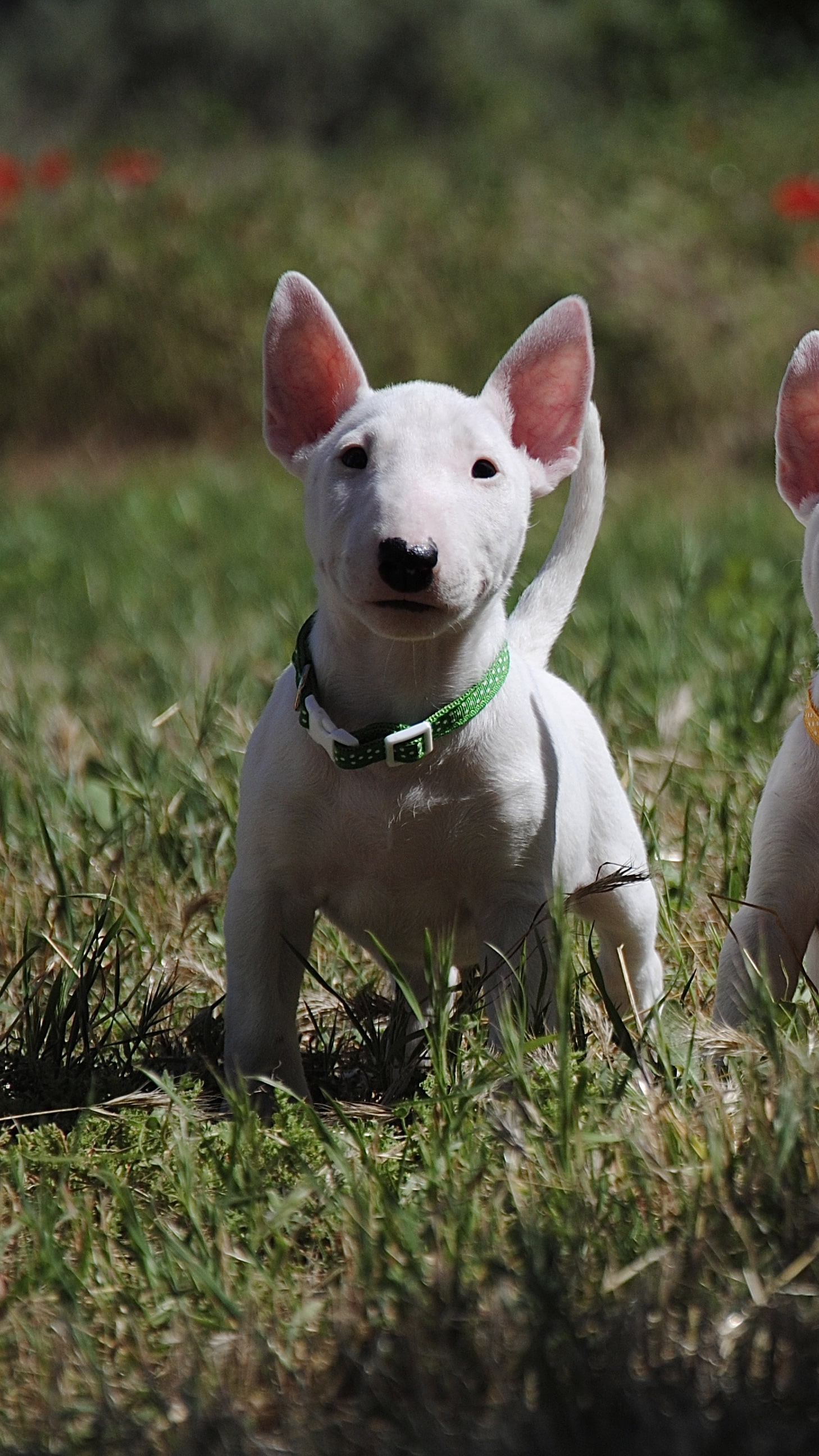 Consejos para sordera del perro bull terrier miniatura
