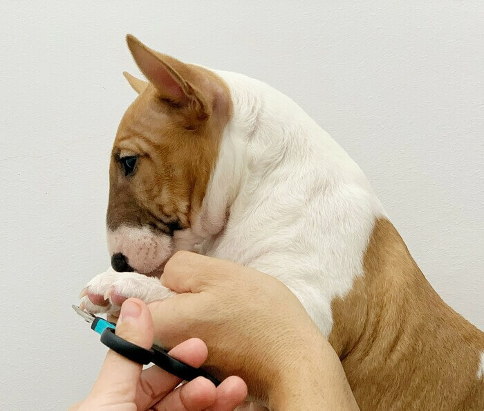 viajar con Bull Terrier Miniatura