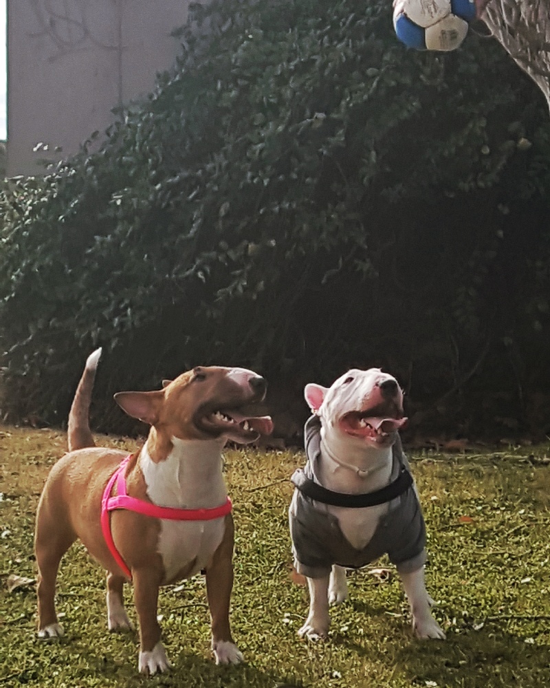 Qué cosas detesta un bull terrier mini