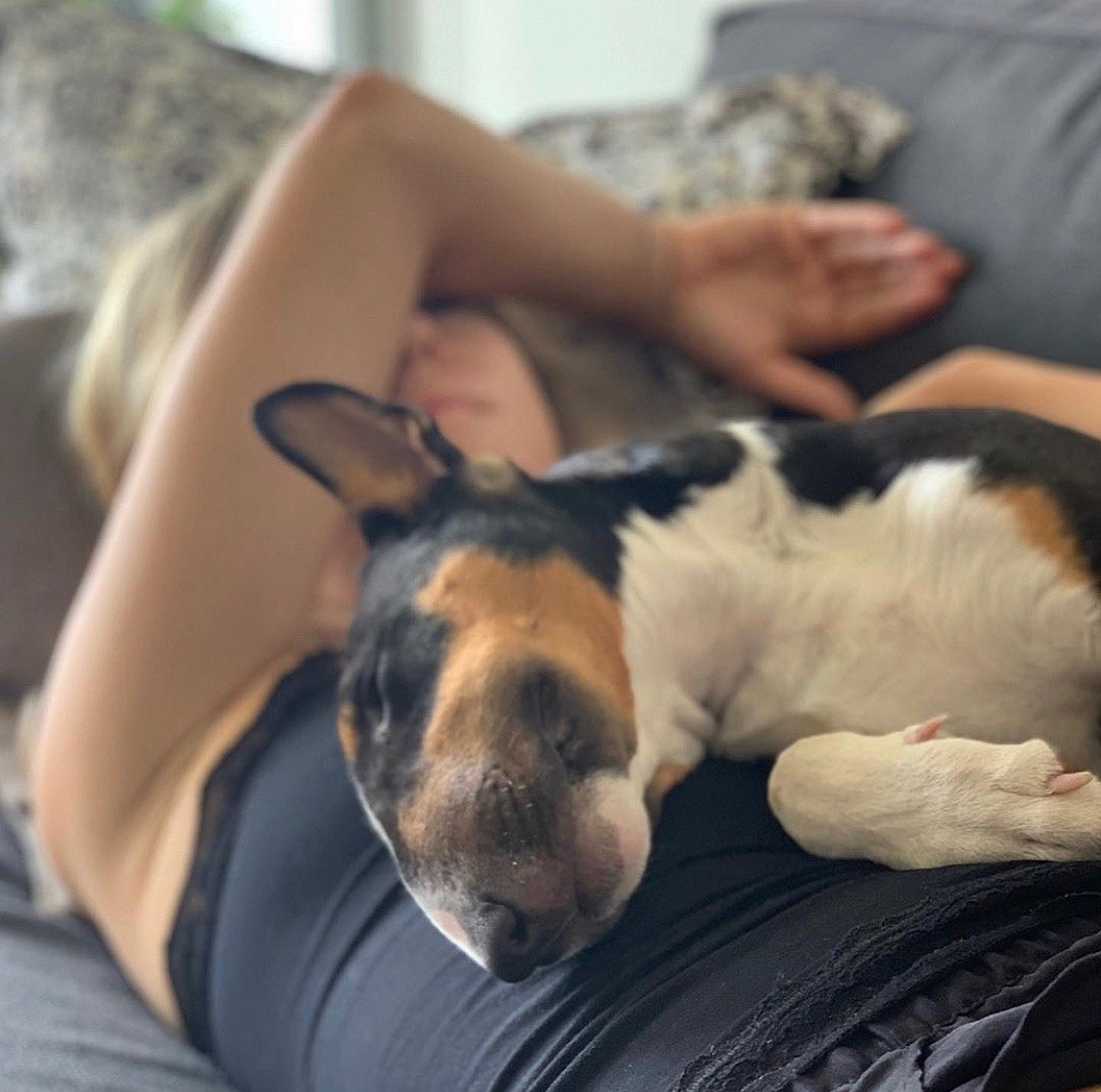 Cosas que odia un bull terrier miniatura