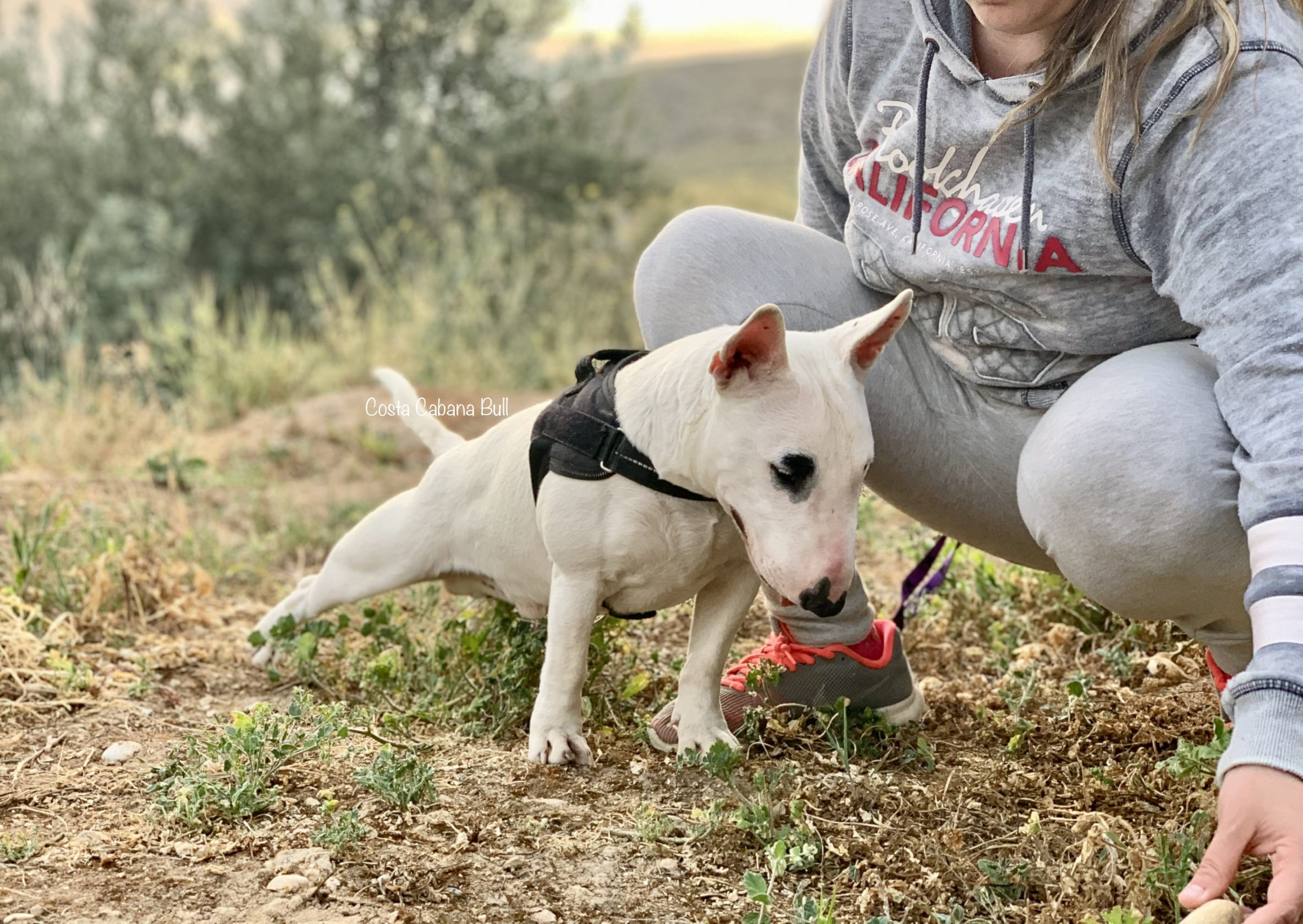 Cuando debe beber agua un perro mini bull