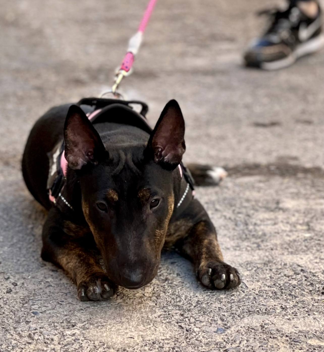 Cuando pedir ayuda a un adiestrador de perros
