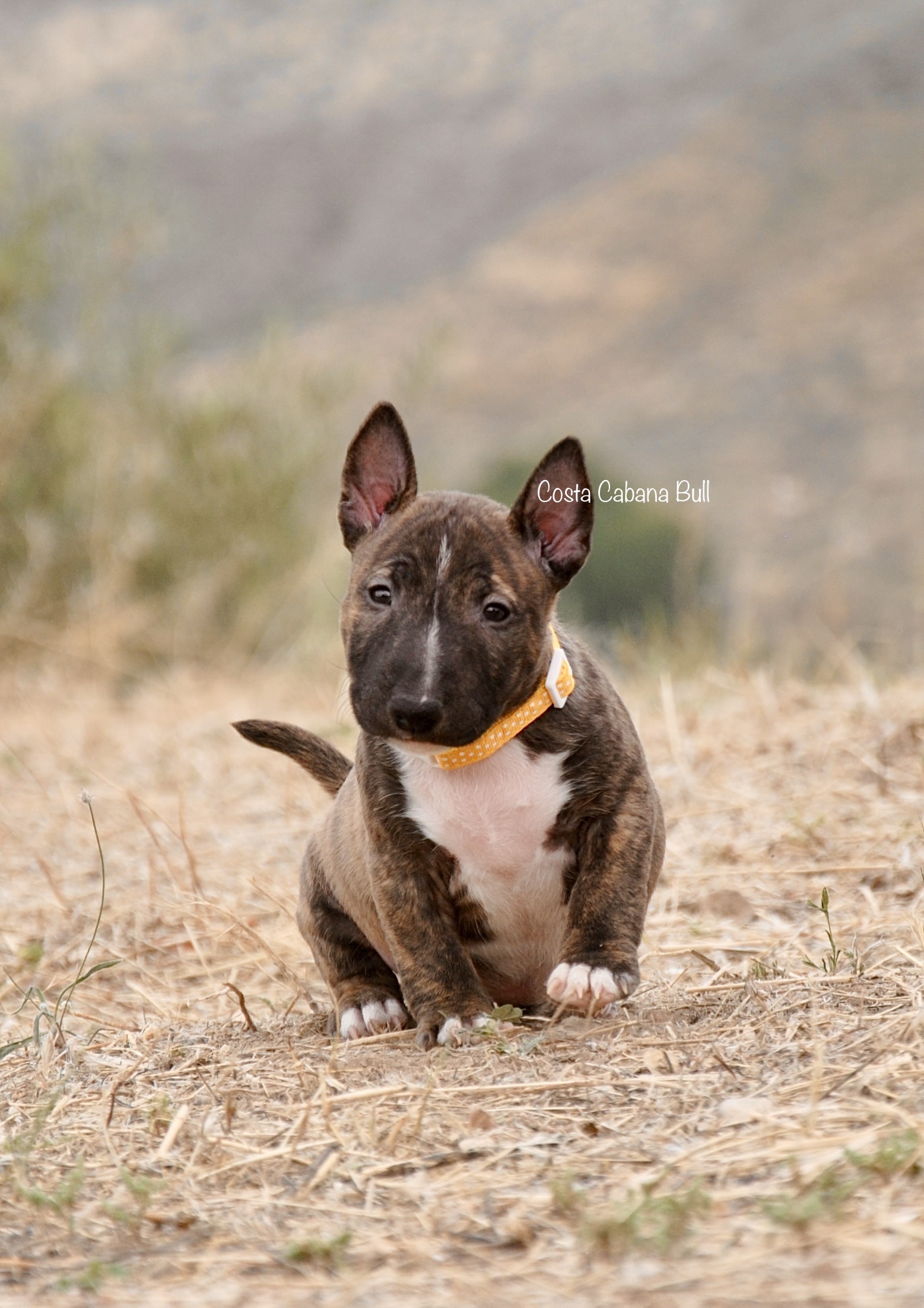 Cuanta agua tiene que beber mini bull terrier al dia