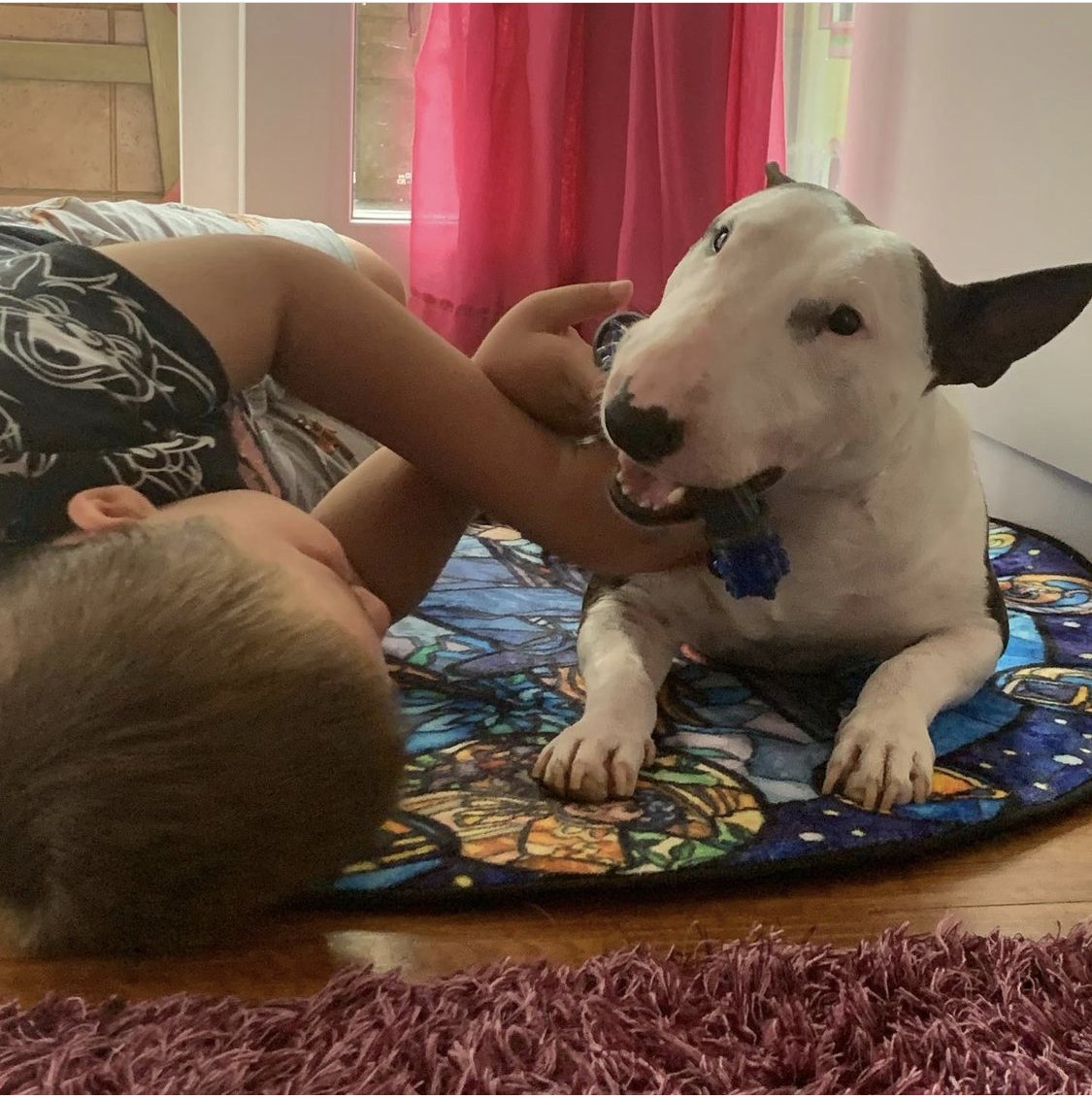 Cuantas horas debe dormir un bull terrier miniatura