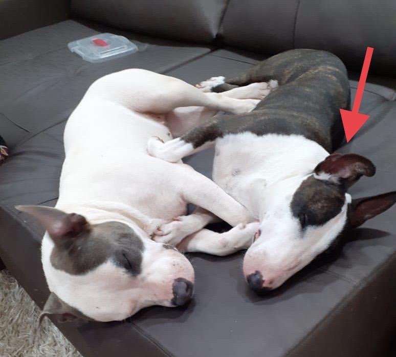 Cuidar Bull terrier miniatura anciano