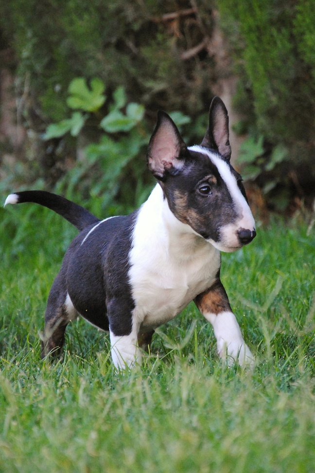 Cuidar la vista del bull terrier