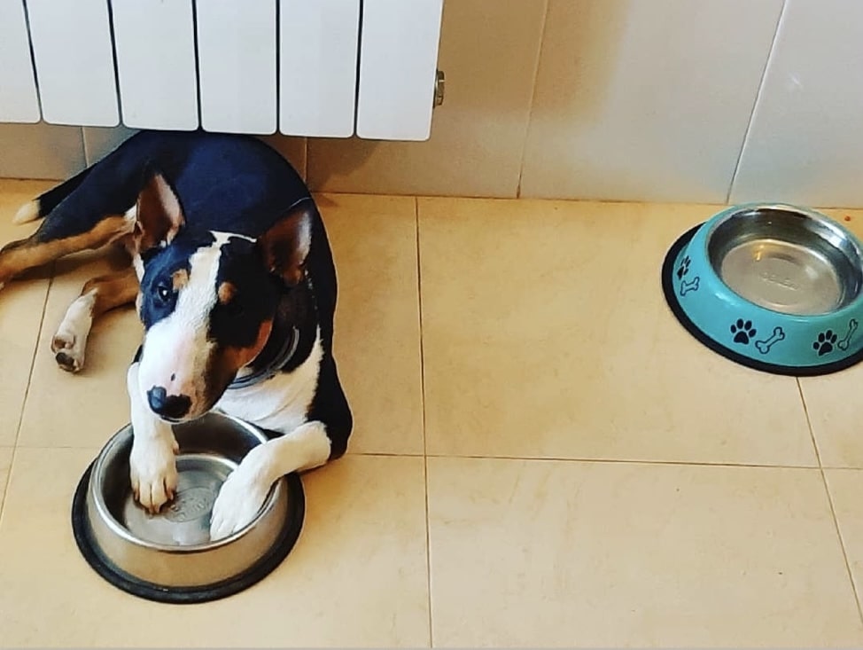 Efectos de los cambios de temperatura en los bull terrier mini