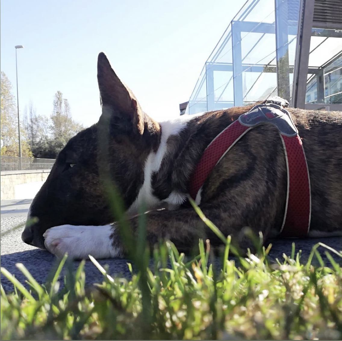 Eliminar conductas obsesivas del bull terrier mini