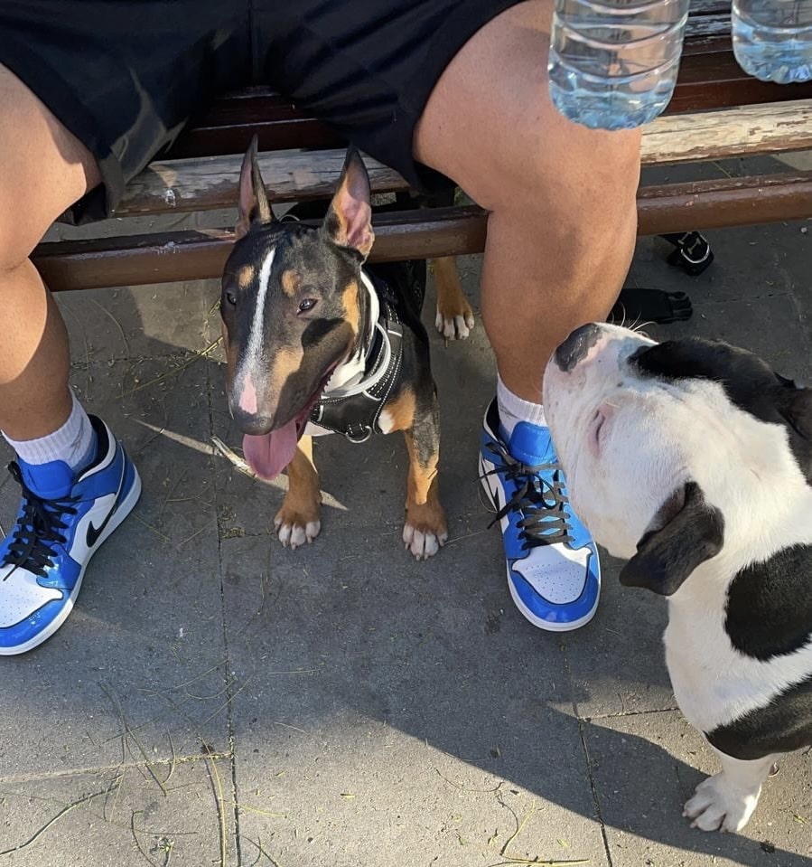 Eliminar ronquidos en mini bull